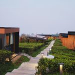 Modern cabins line a path through green tea fields.