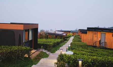 Modern cabins line a path through green tea fields.
