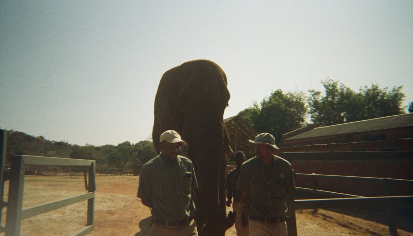 Two men stand beside a large elephant outdoors.