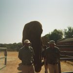 Two men stand beside a large elephant outdoors.