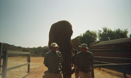 Two men stand beside a large elephant outdoors.
